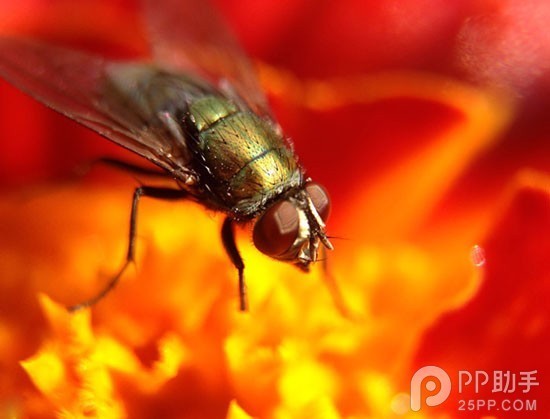 【酷玩配件】iphone5s/5三合一微距镜头