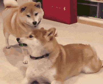 搞笑gif: 马蜂:我看谁还敢动我的窝 - 360娱乐,你开心就好