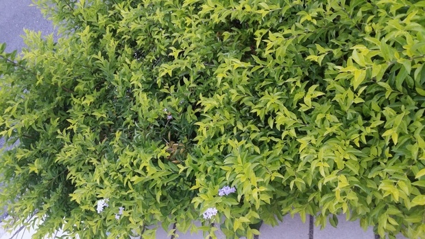 金叶女贞球种植管理