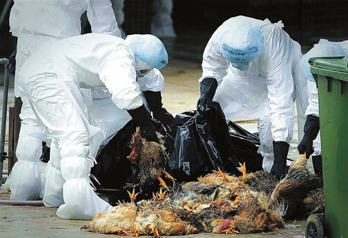 h7n9再袭来 如何预防禽流感?
