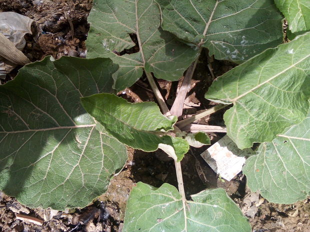 东洋参,原产中国,《本草纲目》称"牛蒡"(又称大力子)是两年生草本植物