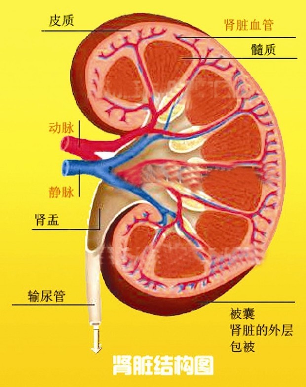 组成肾脏的两部分结构名称是什么?