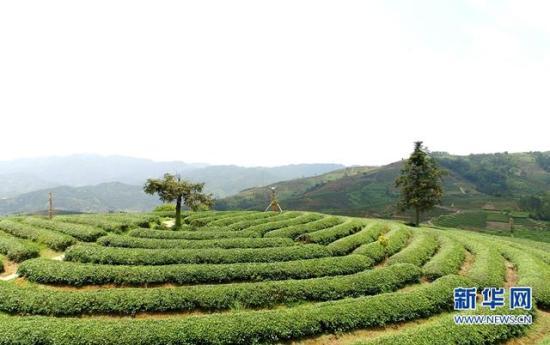 福建南靖:土楼情人山 茶园美如画