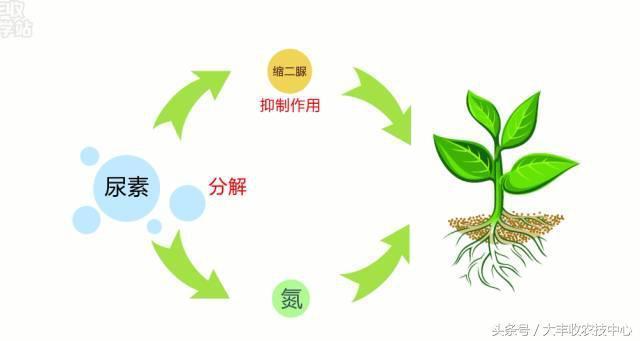 注意!这才尿素的正确使用方法,99%的人都错了