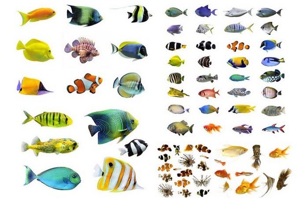 【热带鱼品种】热带鱼常见有多少种?