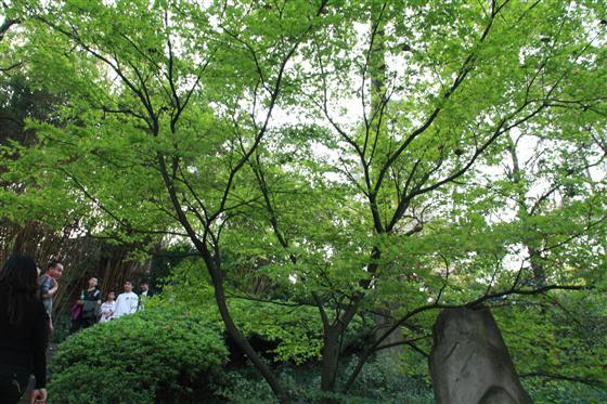 歷史 重慶市南山植物園是重慶市南山南泉風景名勝區核心景區,在1959年