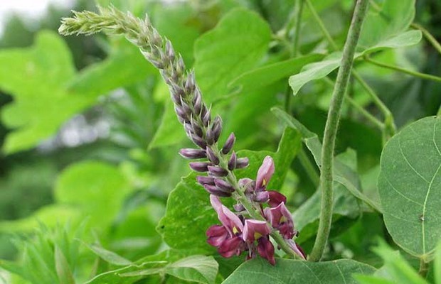 葛根到底是什么?