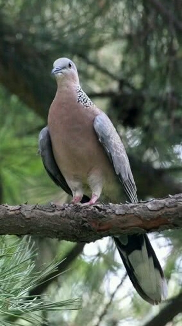 鸽子求偶时的叫声欣赏