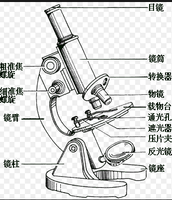 普通光学显微镜的结构图片