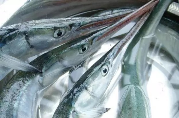 青岛市海洋与渔业局的专家告诉记者,针良鱼是青岛本地人的叫法,这种鱼