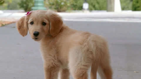 神犬小巴迪国语