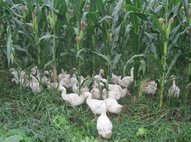 鸭子偷啃玉米