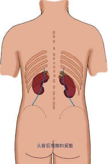 右肾在什么位置