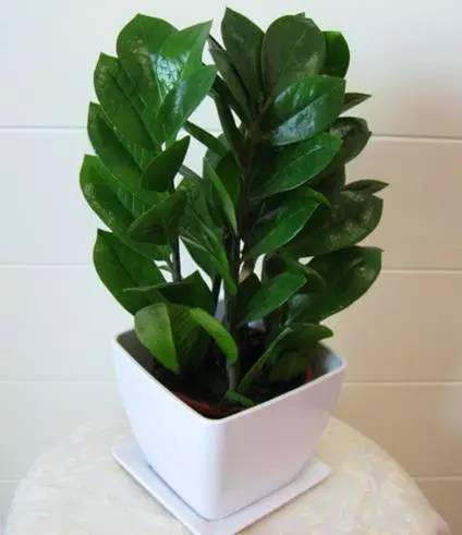 缤纷生活 69 把这些绿色植物放家里不仅漂亮还旺财 富贵竹的种类被