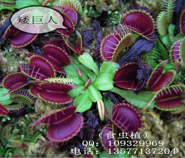 矮巨人捕蝇草